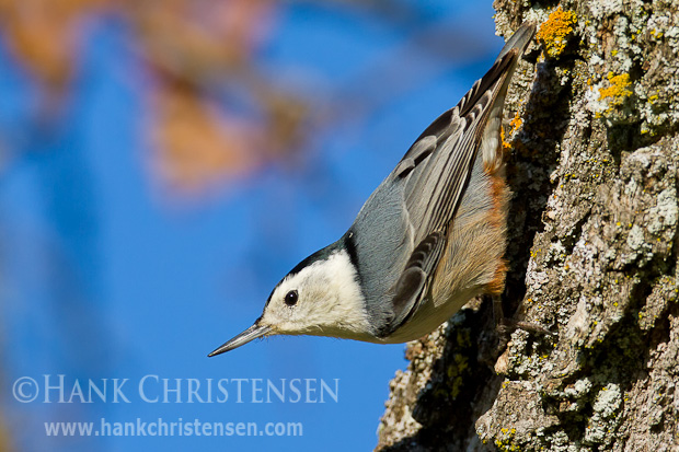 A white-breasted nuthatch clings upside down to the trunk of a tree as it hunts for insects
