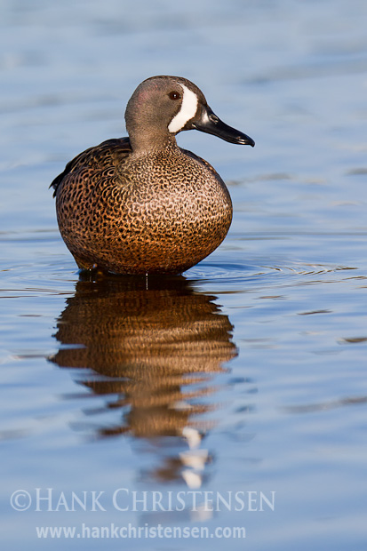 A male blue-winged teal perches on an underwater rock