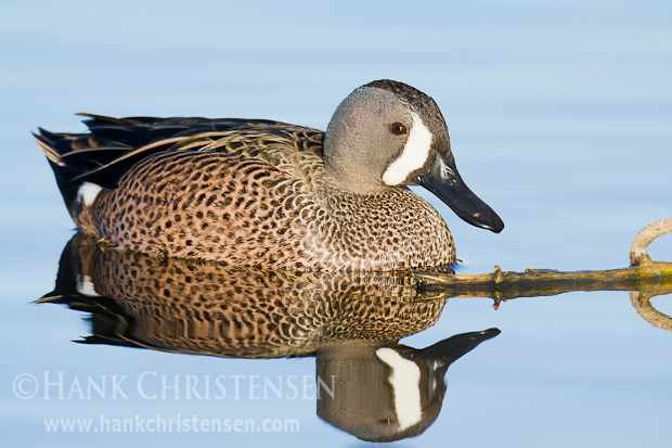 A male blue-winged teal is mirrored in the glassy water surface