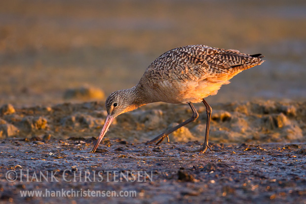 A marbled godwit walks along a muddy shore, looking for food