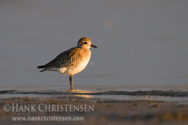 A black-bellied plover in winter plumage stands along the shore in shallow waves