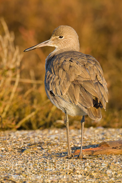 A willet stands on broken shells, posing for a portrait