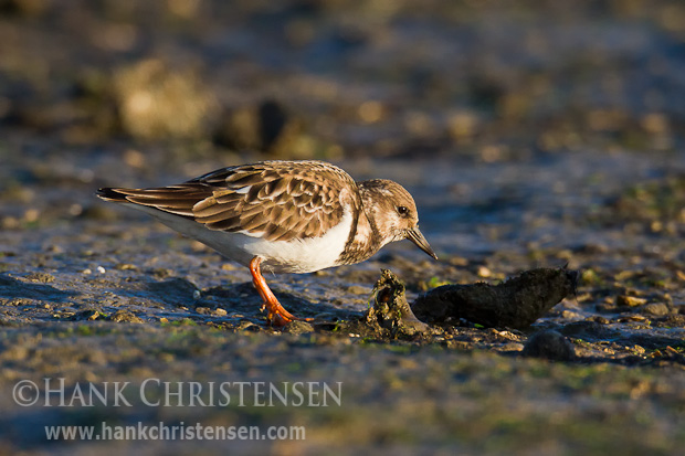 A ruddy turnstone pokes through a muddy beach in search of food