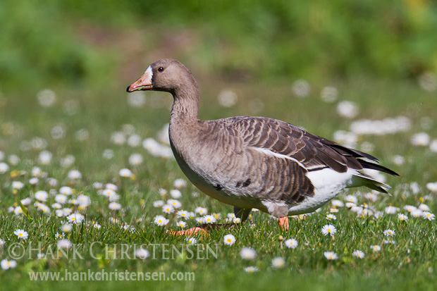 A greter white-fronted goose walks through a field of grass and white flowers