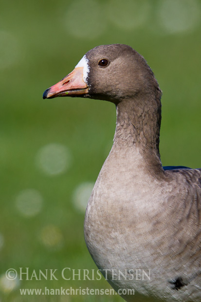 A greater white-fronted goose stands for a head and shoulder portrait