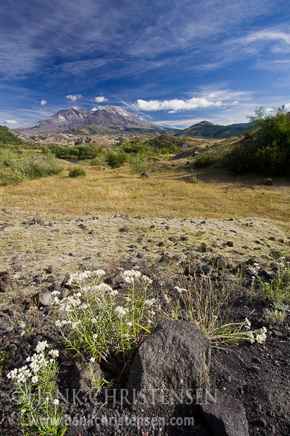 Mt. St. Helen's (click for larger image) Mt. St. Helen's from the lahar or ash flow that destroyed the Toutle River Valley in the eruption of 1980, Mt. St. Helen's National Monument