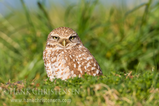 A burrowing owl sits in its burrow surveying the surrounding area
