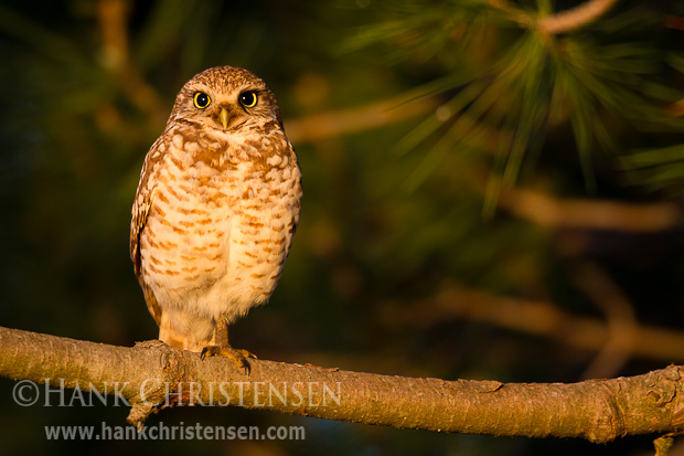 A burrowing owl perches on a tree branch above its burrow at sunrise