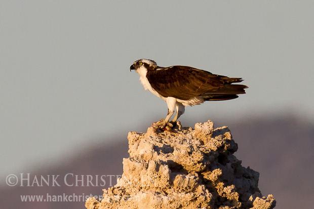 An osprey clutches the remains of a fish in its talon as it perches on top of a tufa tower, Mono Lake, CA