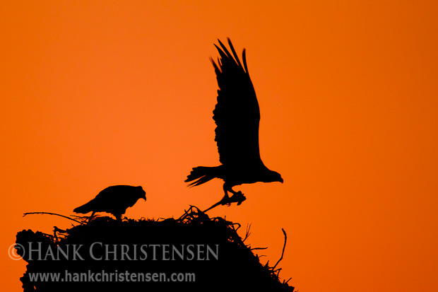 Clutching the remains of a fish he caught, an osprey takes off out of a nest after he delievered dinner to his nesting mate, Mono Lake, CA