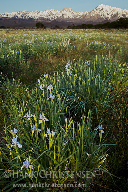 Irises catch first light, Bishop, CA