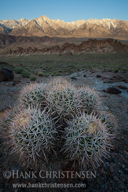 Barrel cactus is just starting to bloom in the Alabama Hills, Lone Pine, CA