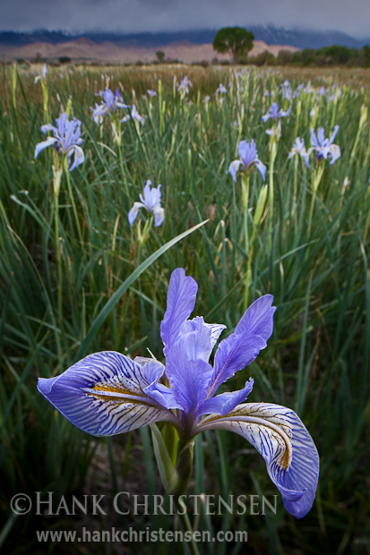 Irises come into bloom outside of Bishop, CA