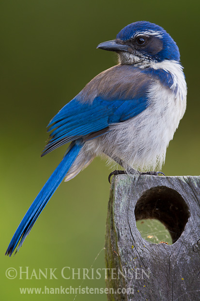 A western scrub jay perches in early morning light