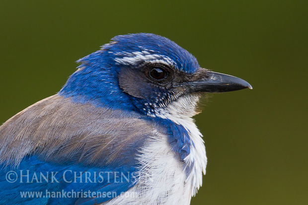 A western scrub jay perches in early morning light