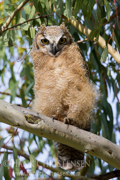 A young great-horned owl that has yet to fledge perches on a tree branch, awaiting food from a parent