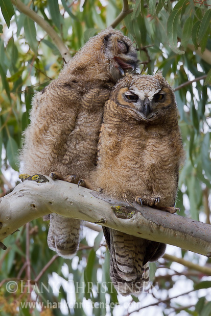 While sitting side-by-side, one owlet begins to groom its sibling. Neither owlets have fledged.