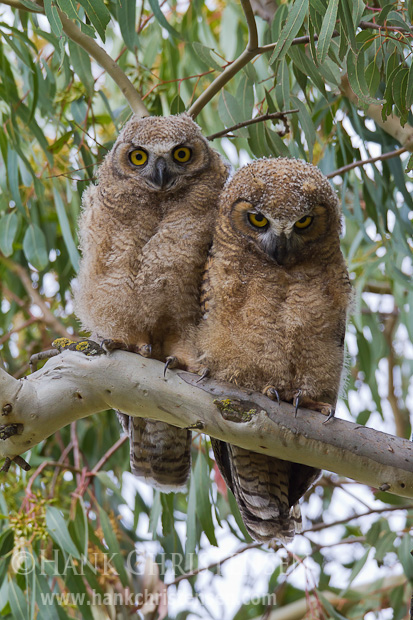 Two great horned owlets sit side by side on a tree branch. Both have yet to fledge and are awaiting food from a parent.