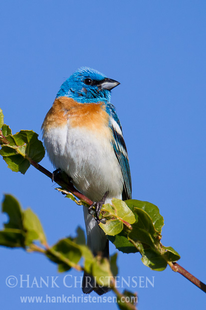 A lazuli bunting perches on a branch in the sun, Arastradero Preserve, Palo Alto, CA