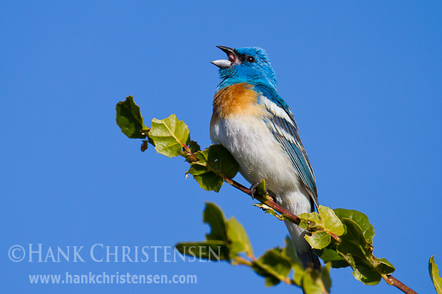 A lazuli bunting perches on a branch in the sun, singing, Arastradero Preserve, Palo Alto, CA