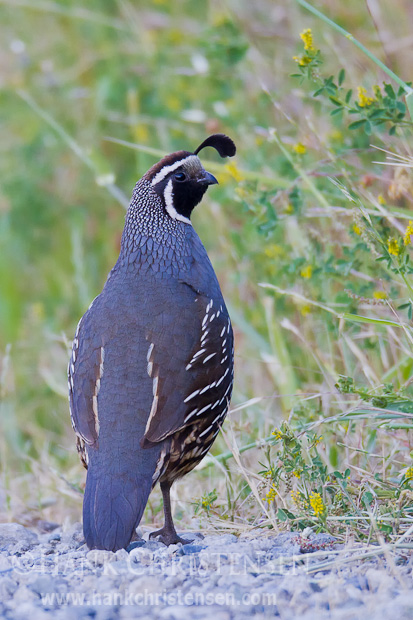 A California quail stands next to a flowering bush, Arastradero Preserve, Palo Alto, CA