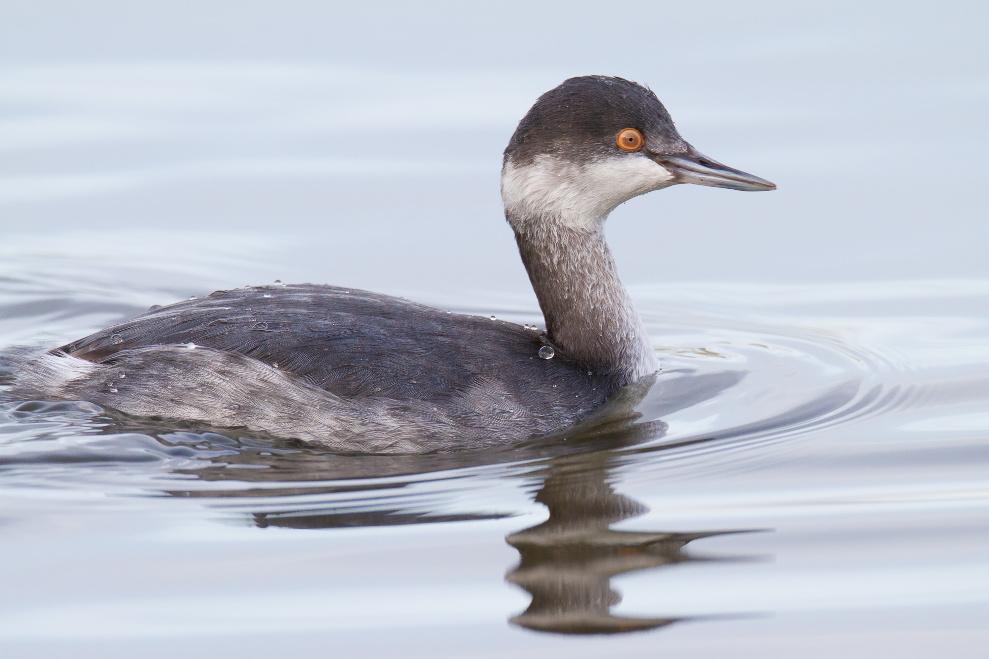 eared grebe winter