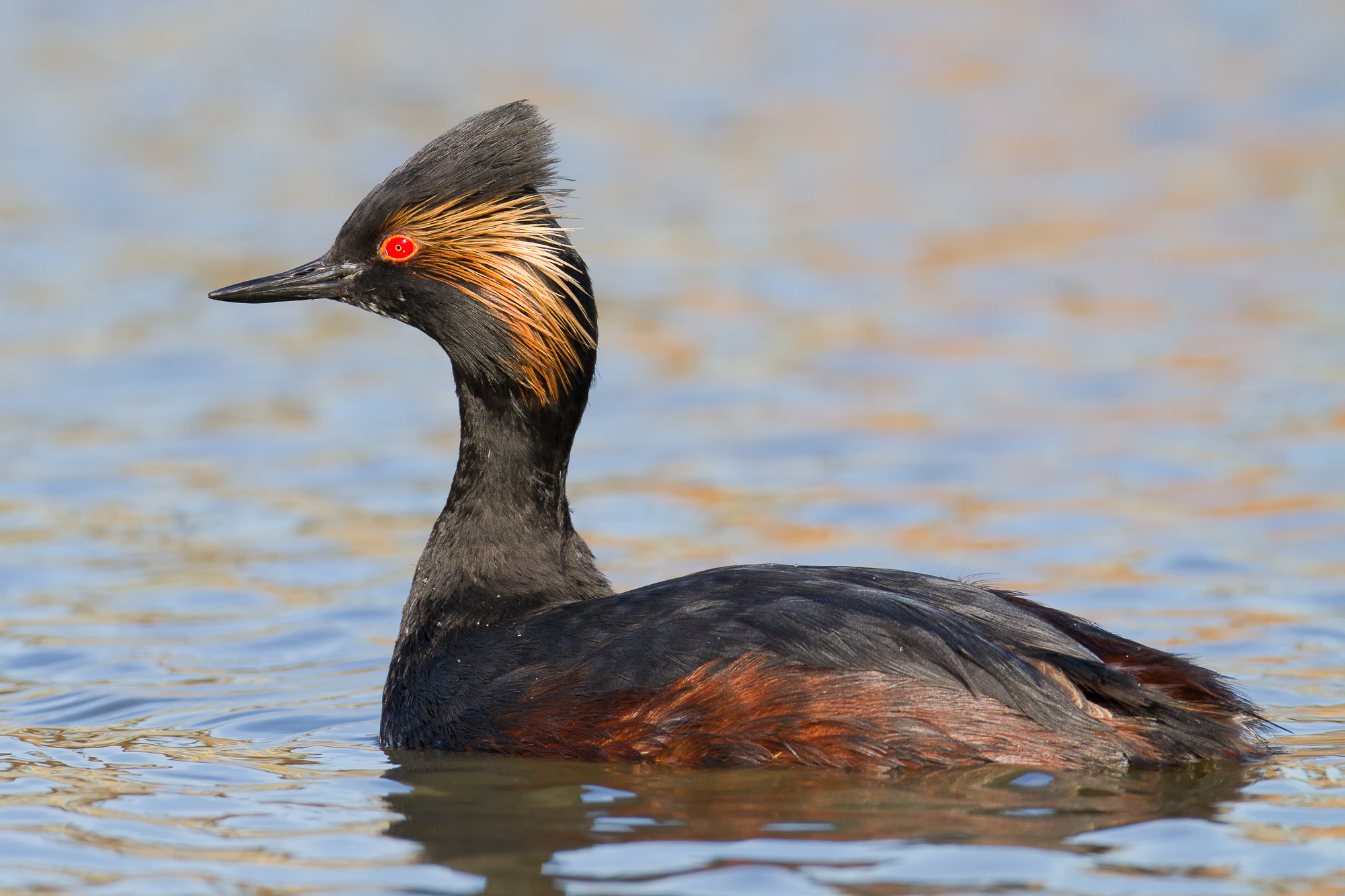 eared grebe winter