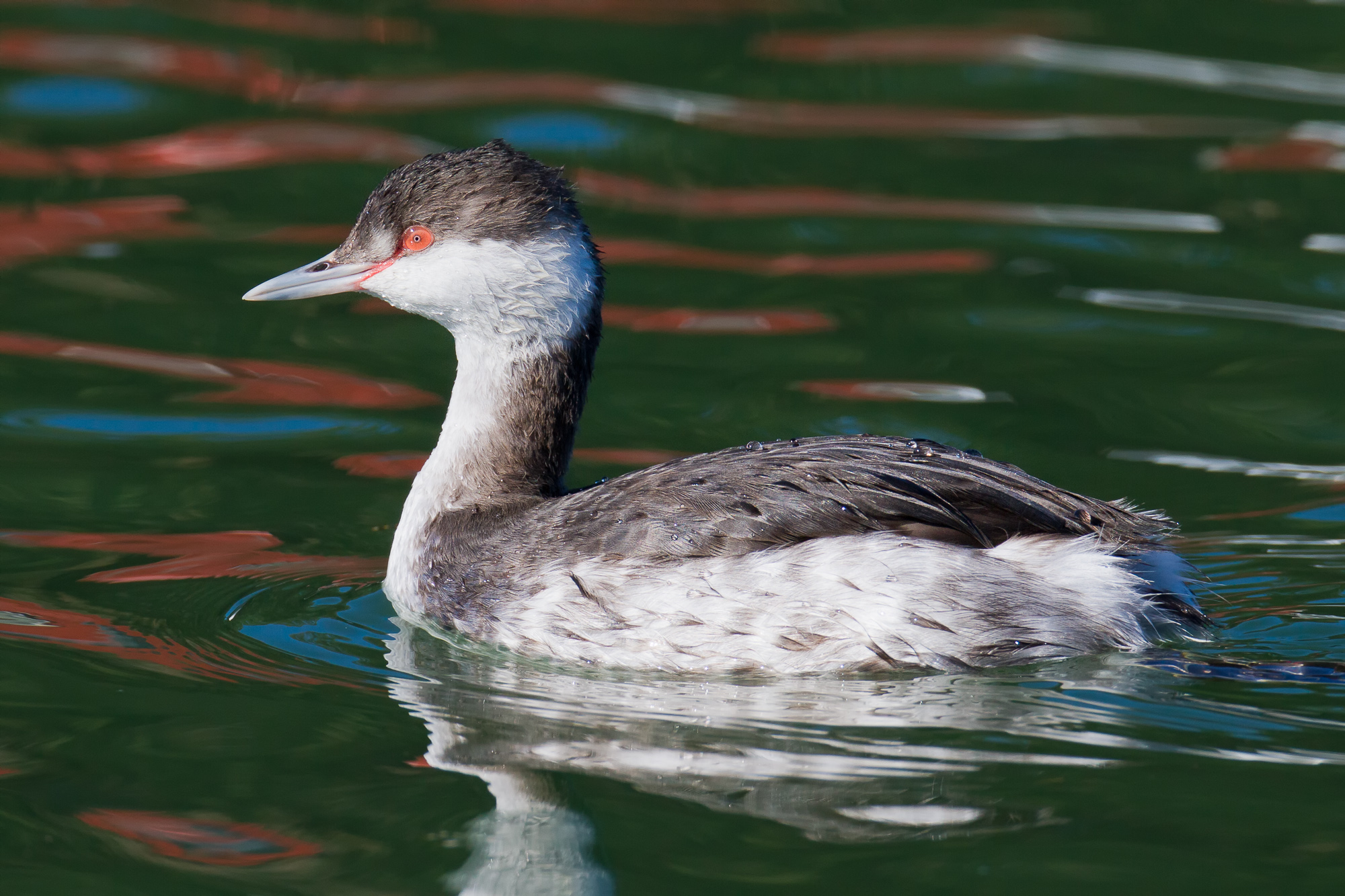 eared grebe winter