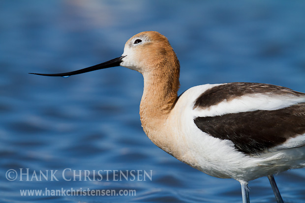 An american avocet continually watches the skies above its nesting area, looking for would-be predators