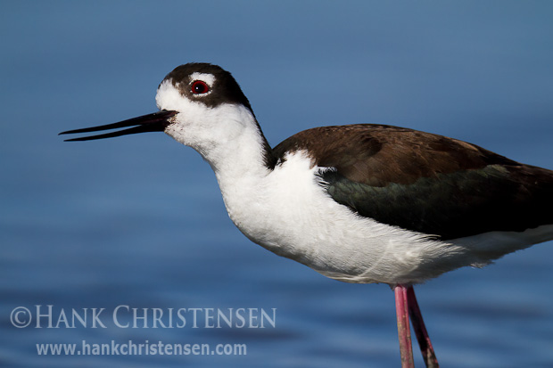 A black-necked stilt continually watches the skies above its nesting area, looking for would-be predators