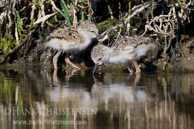 Two black-necked stilt checks explore the shallow water near their nest