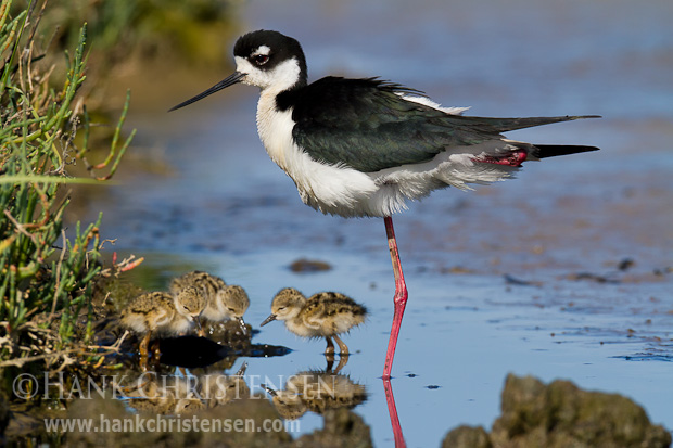 A black-necked stilt watches over its freshly-hatched chicks