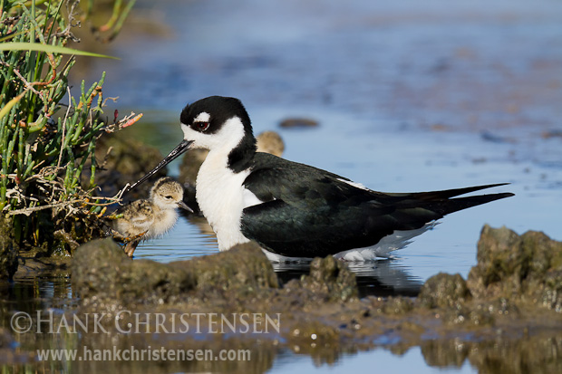 A day's end, a black-necked stilt cuddles its chick, inviting it to nest within its feathers