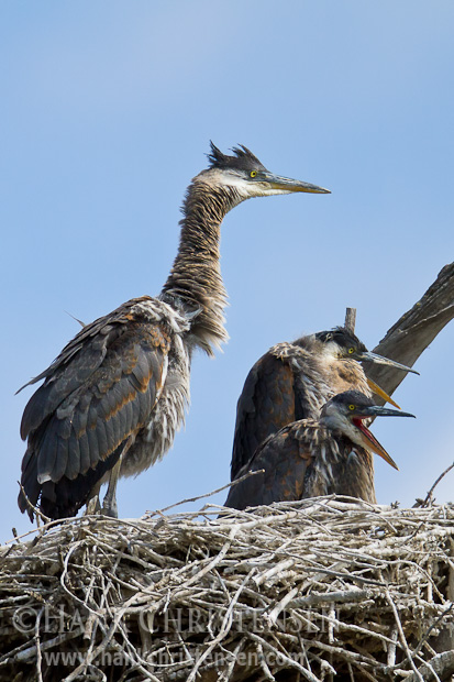 Three hungry great blue heron chicks eagerly await the return of a parent with food