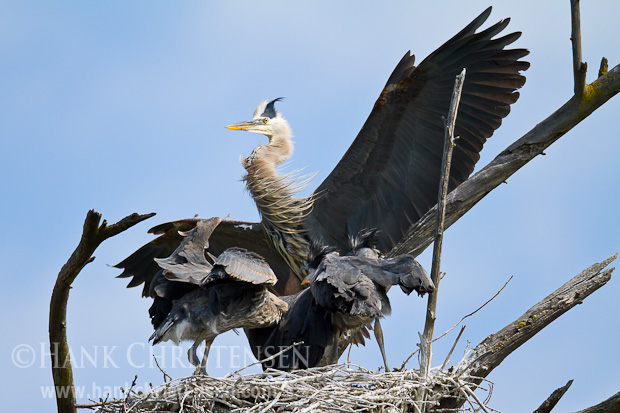 An adult great blue heron returns to the nest to feed its hungry chicks