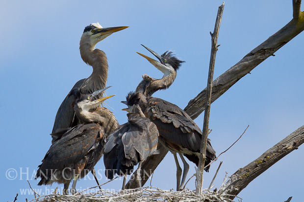 Hungry great blue heron chicks surround the parent, begging to be fed