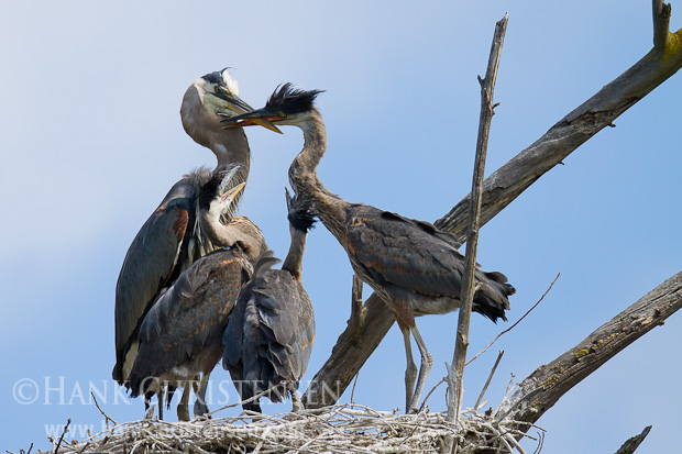 A great blue heron chick aggressively bites at the parents beak and neck, waiting to be fed