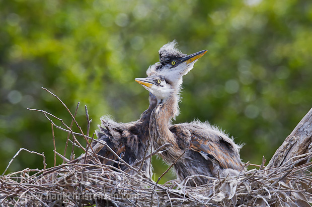 Two great blue heron siblings huddle together as a strong wind blows across their nest