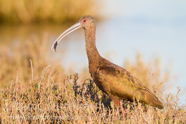 A white-faced ibis catches a small fish for dinner
