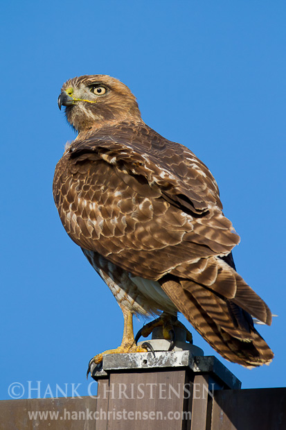 A juvenile red-tailed hawk perches on the top of a metal lamp post