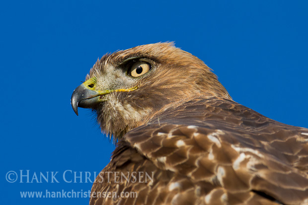 An immature red-tailed hawk looks back over its shoulder