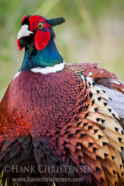 A male ring-necked pheasant fluffs out his feathers