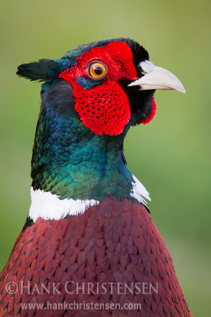 A male ring-necked pheasant cranes his neck in between bits of grass