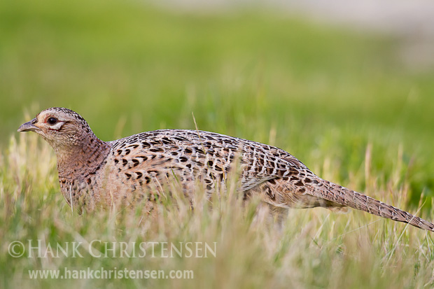 A female ring-necked pheasant grazes on short grass