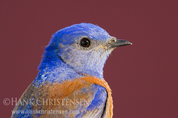 A western bluebird perches in front of a red barn