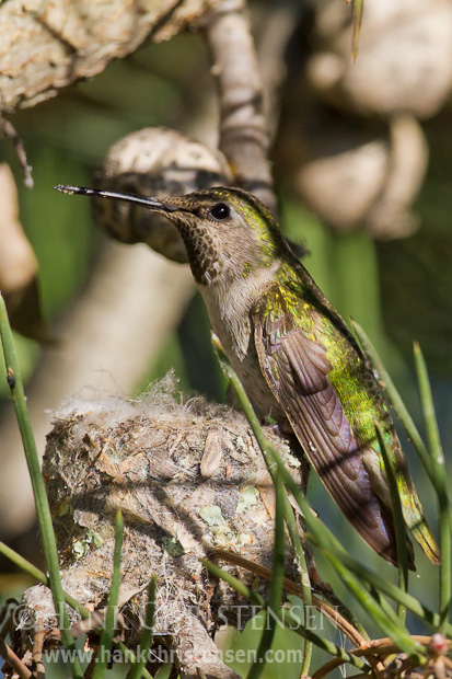 An anna's hummingbird perches on the edge of its nest as it prepares to feed its chicks