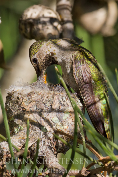An anna's hummingbird feeds hungry chicks while perching on the edge of its tiny nest
