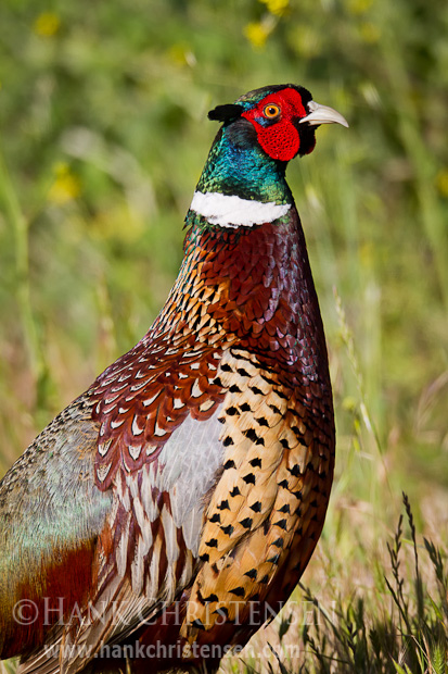 A male ring-necked pheasant cranes his neck and stretches his body upward