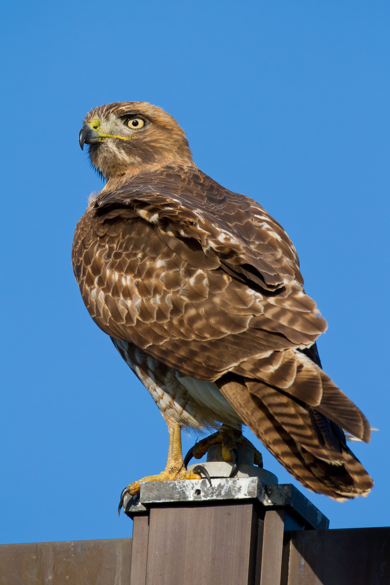 juvenile red tailed hawk