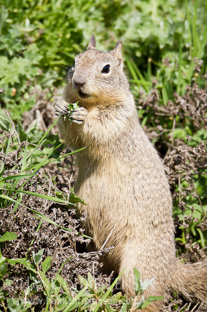 A california ground squirrel eats a freshly picked thistle leaf